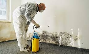 Reliable Alma, NE Mold Removal Solutions