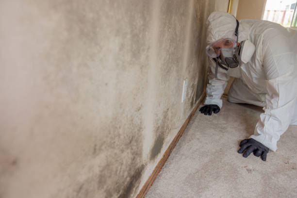 Best Forensic Mold Investigation in Alma, NE